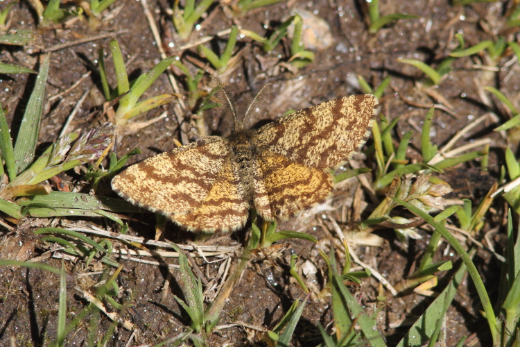 Ematurga atomaria (Common Heath).JPG